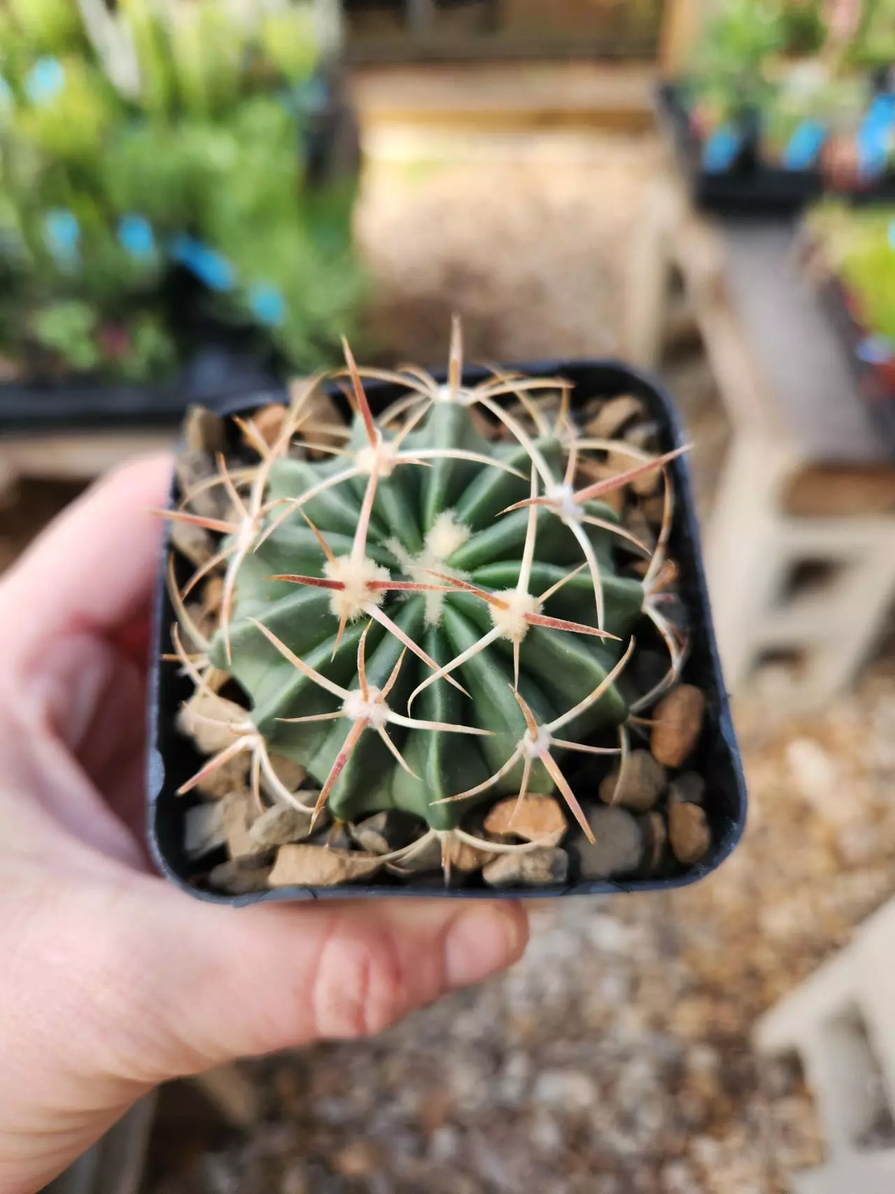 plant/Homalocephala texensis-0