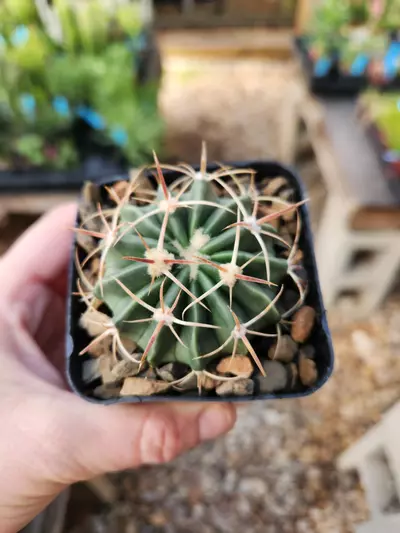 plant/Homalocephala texensis-0-thumbnail