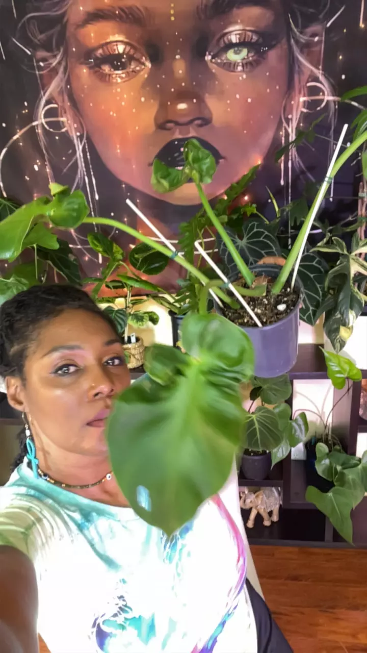 plant/Philo Rogosum-0