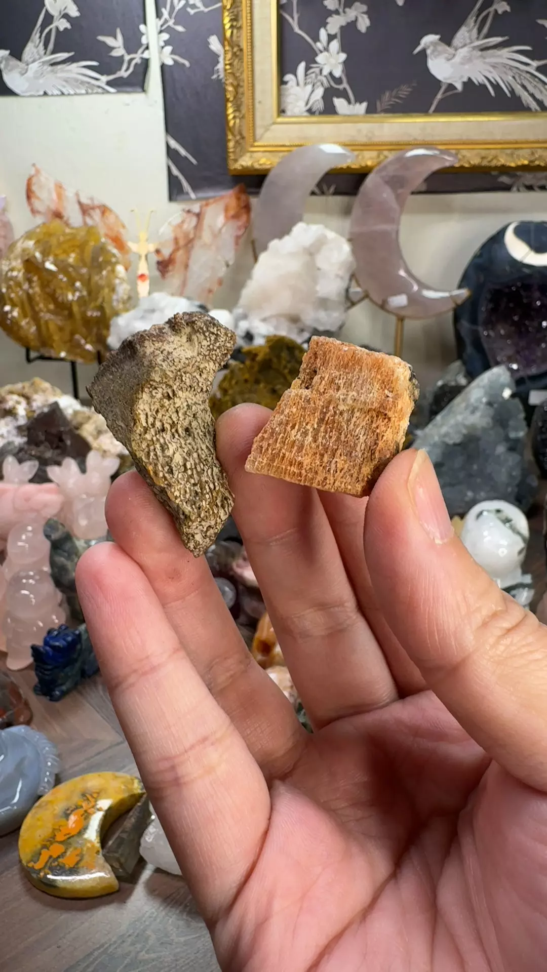 plant/Unknown Fossils-0