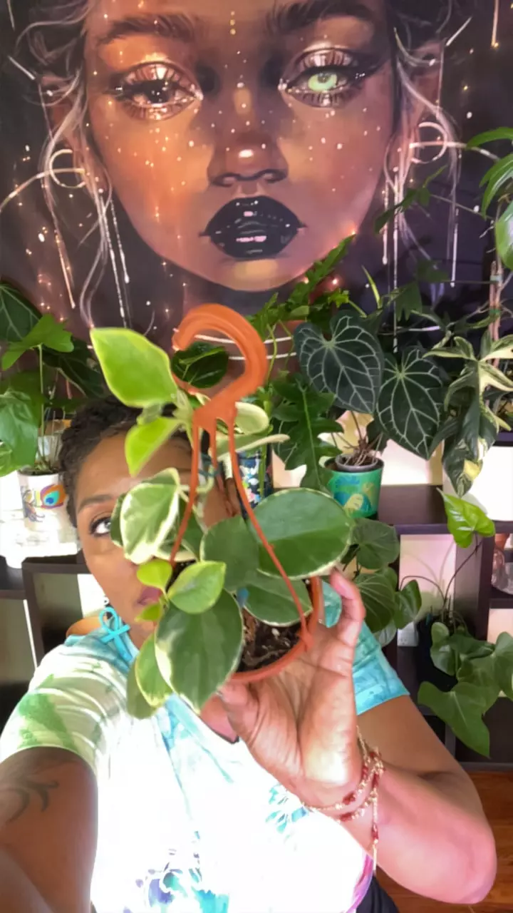 plant/H. Albo Australis basket-0