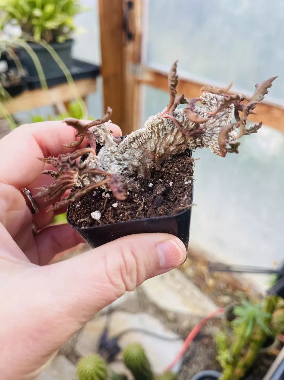 plant/Crested Euphorbia Decaryii Rooted Cutting-0
