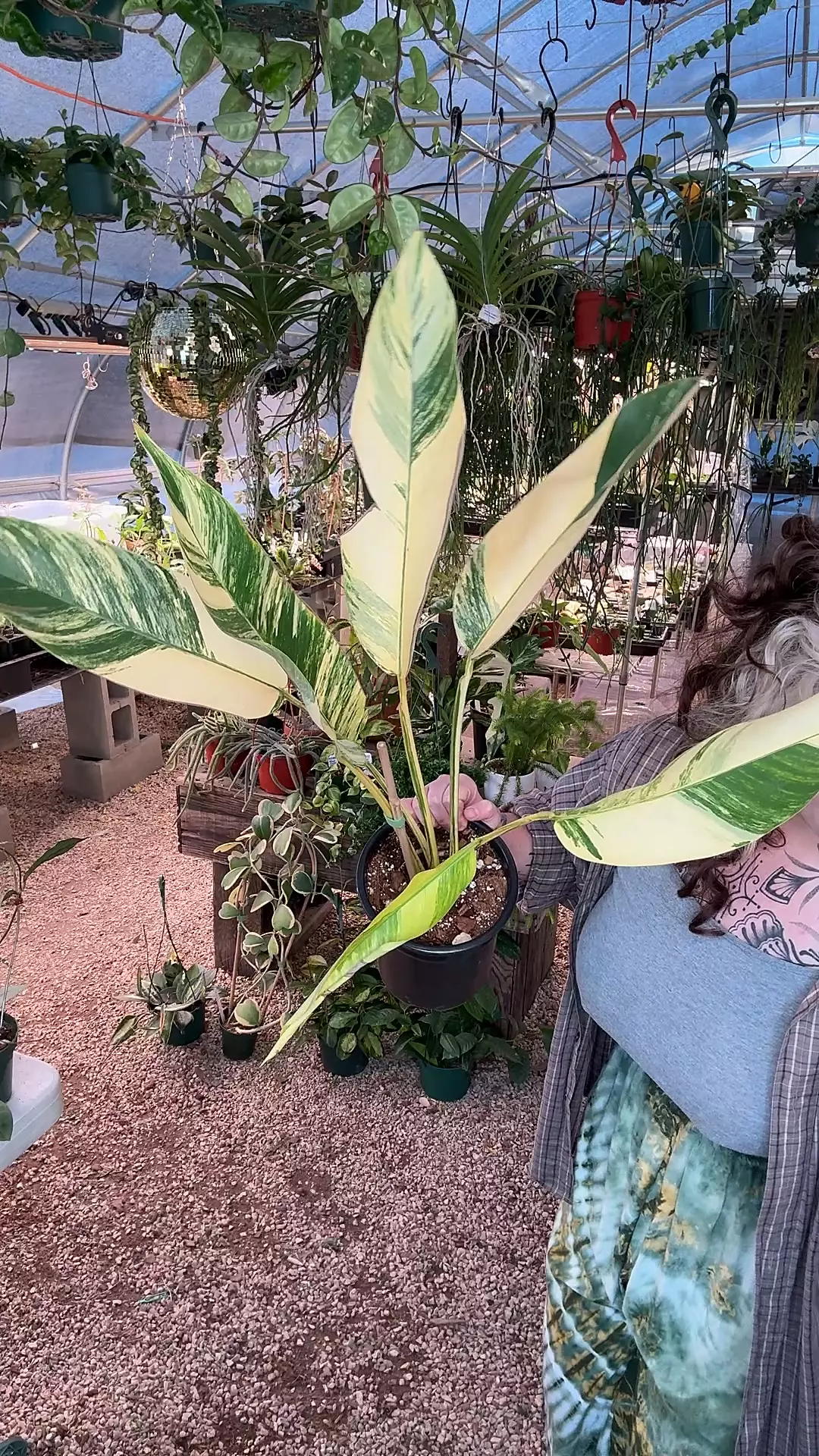 plant/PL723: Epipremnum Gigantum Aurea-0