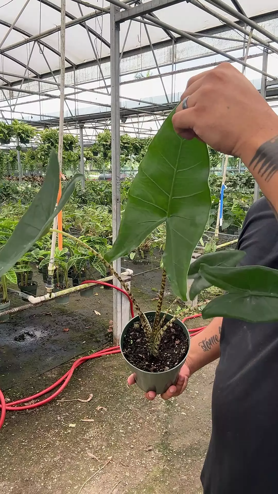 plant/Alocasia Zabrina 6 inch-0