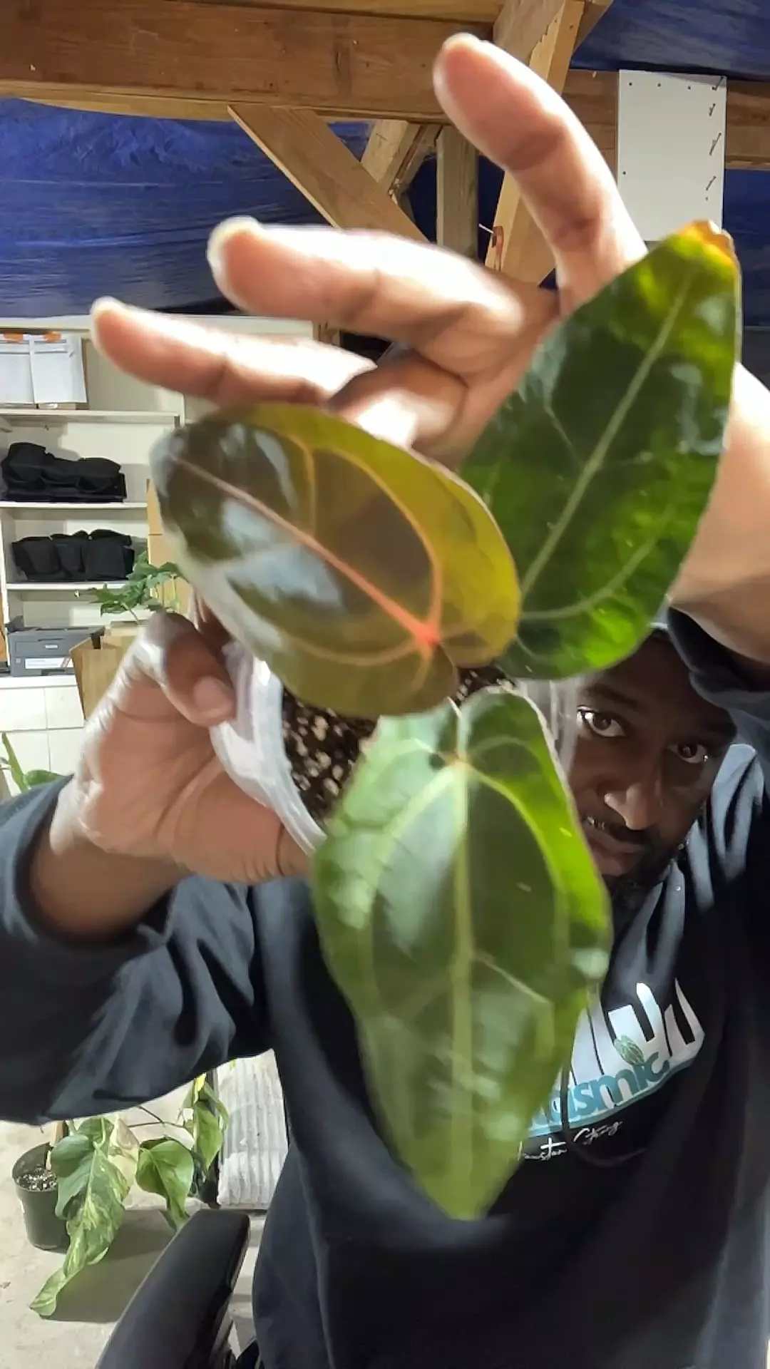 plant/carlablackiae x red crystal-0