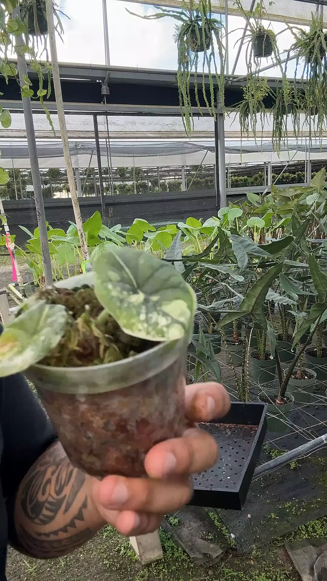 plant/Alocasia melo albo Variegated-0