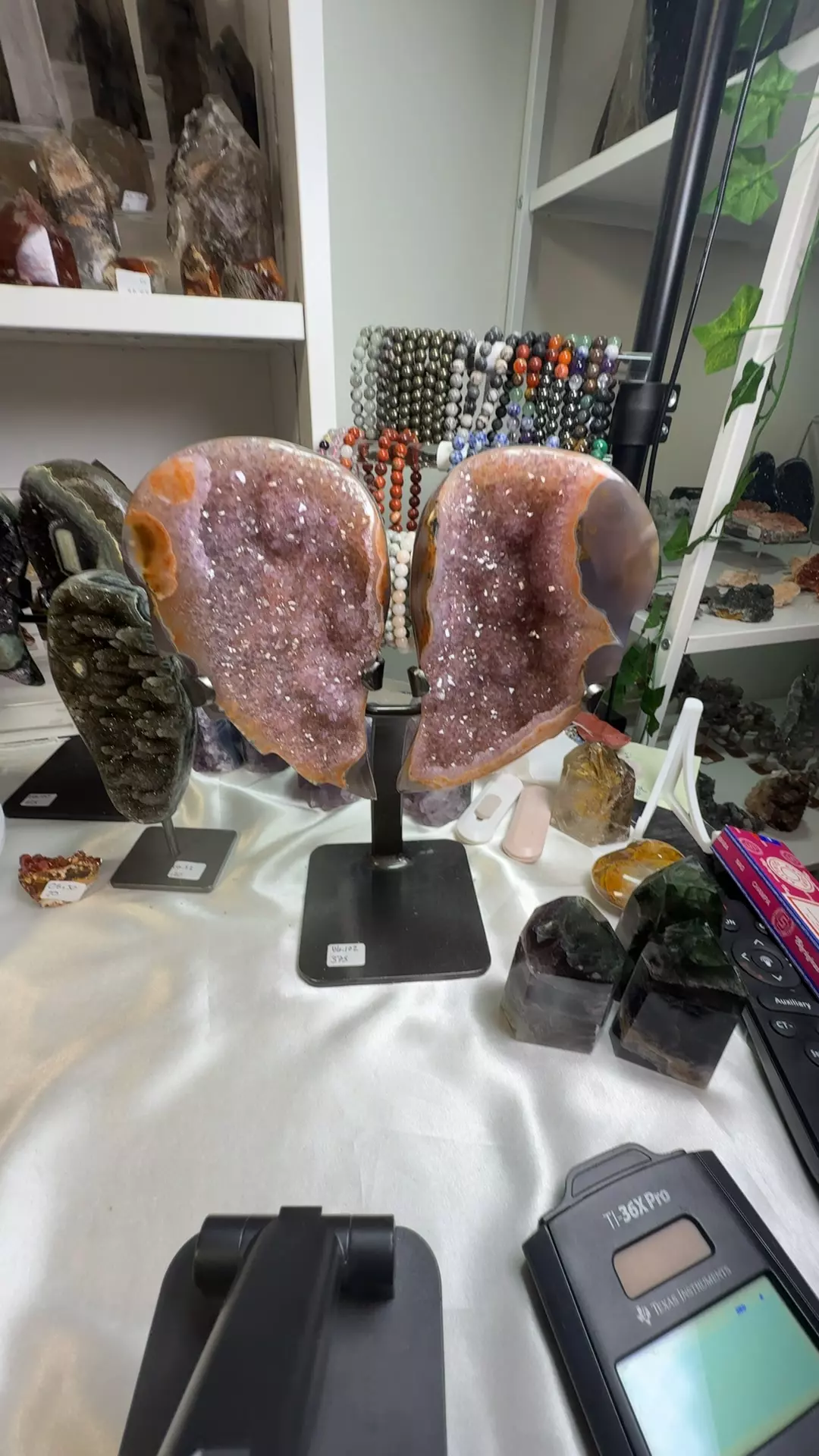 plant/U6.102 Rainbow Amethyst Angel Wings-0