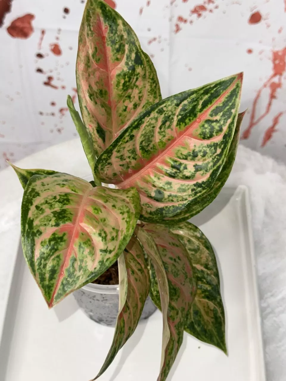 plant/0296  Aglaonema ‘Prakaiphet’- 4 inch pot (MAD’s Choice)-0