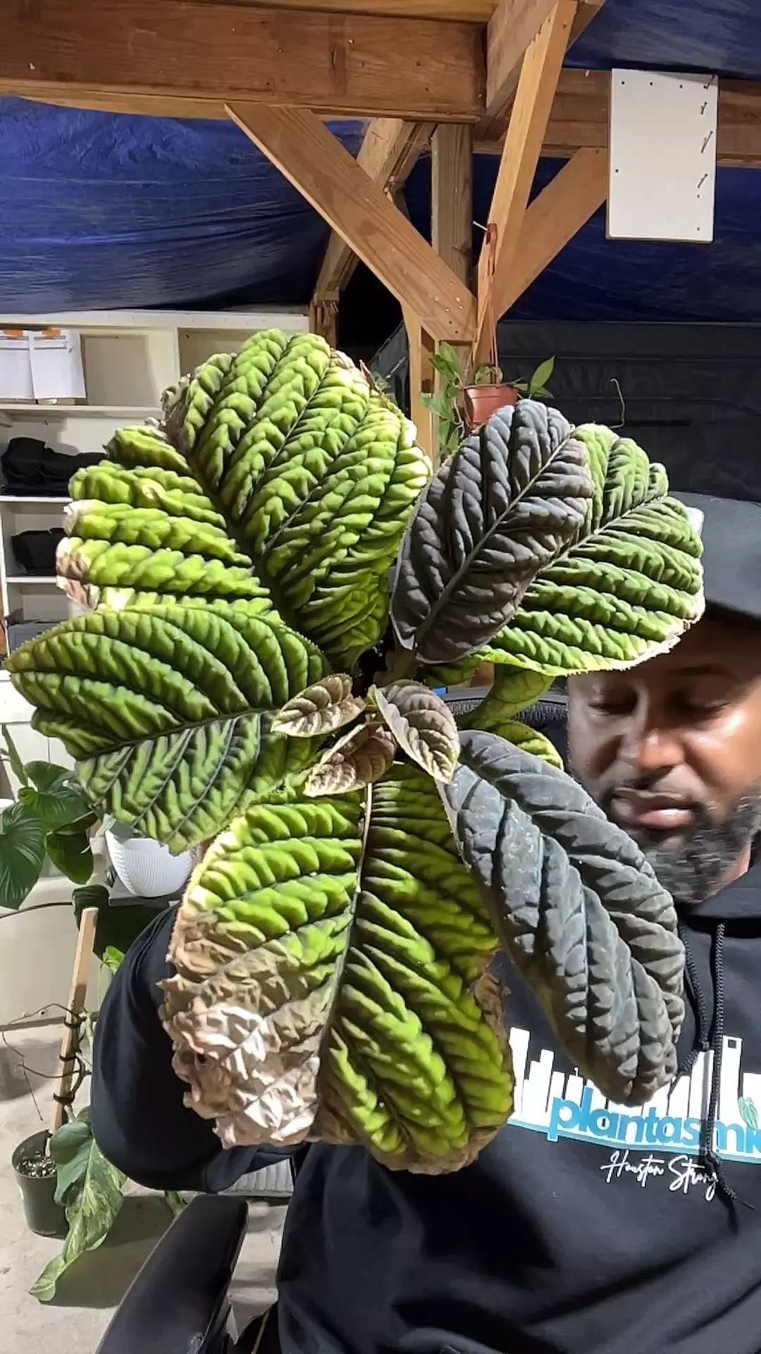 plant/Ardisia cool fires-0