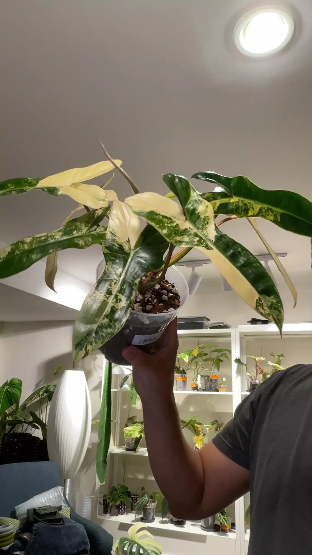 plant/(46X4) - P. Florida Beauty x Billietiae-0