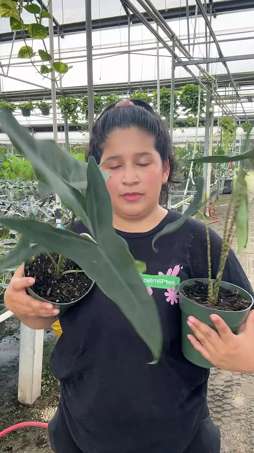 plant/Large leaf Alocasia tegrina-0