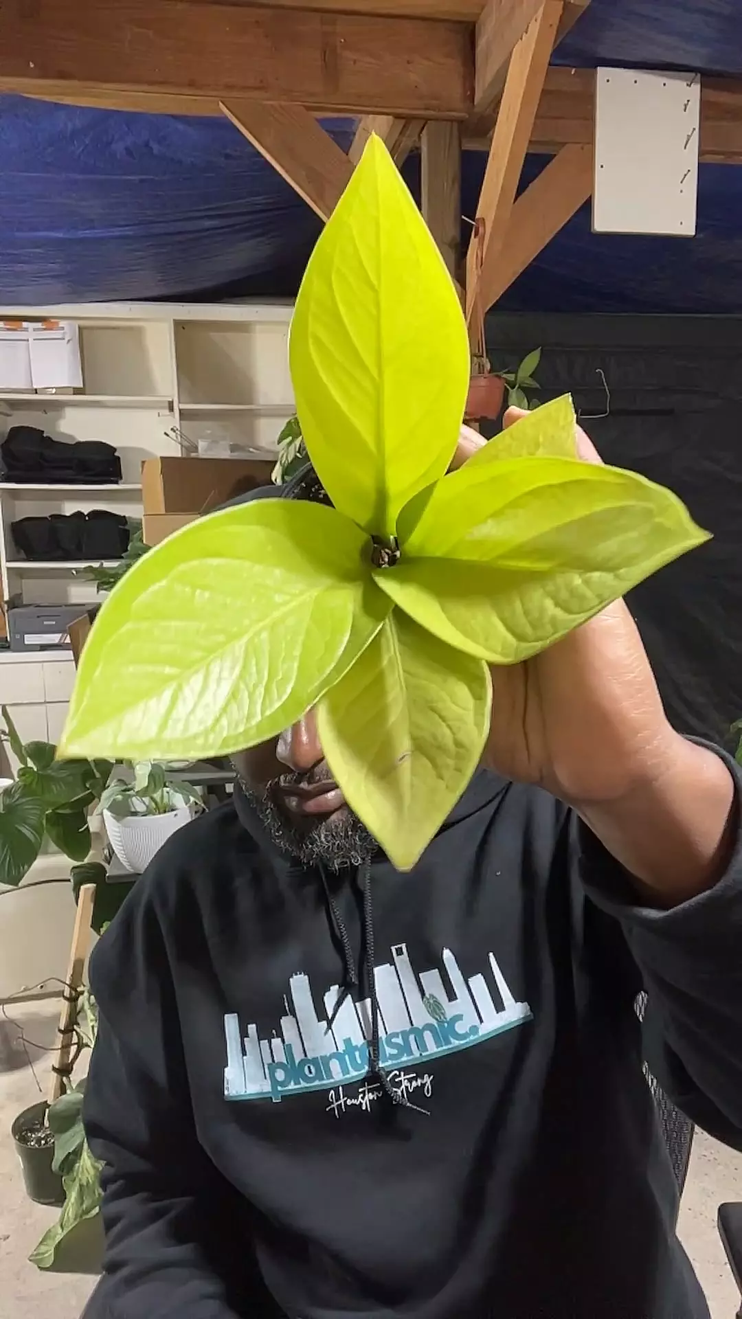 plant/anthurium king of kings-0