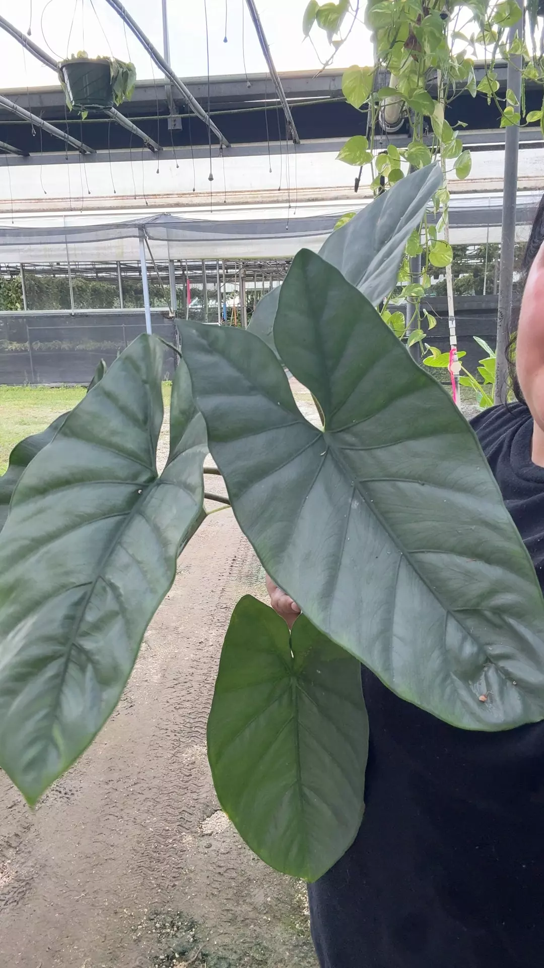 plant/Alocasia corazón 6 inch XL-0