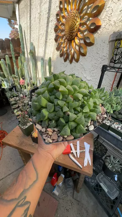 plant/cactusquest Haworthia cluster large-0-thumbnail