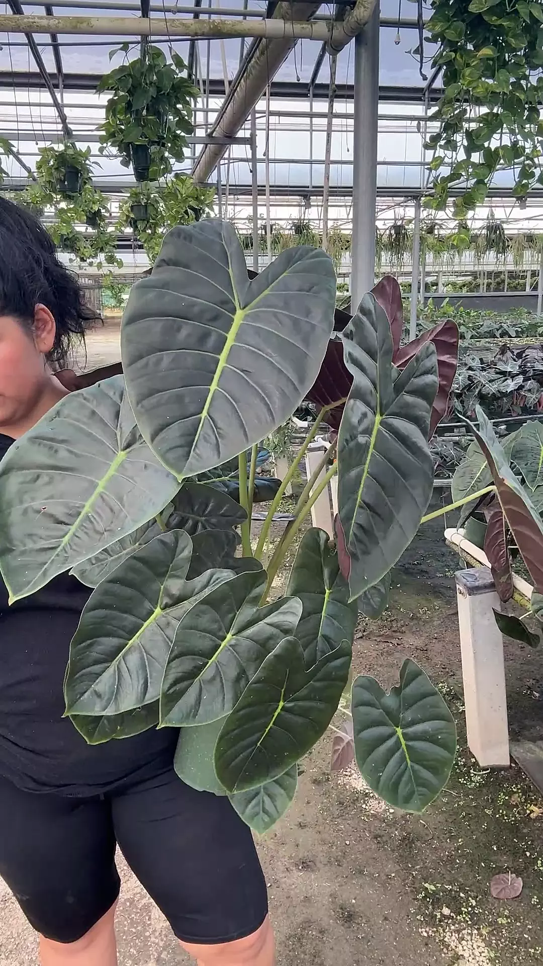 plant/alocasia golden bone XL-0