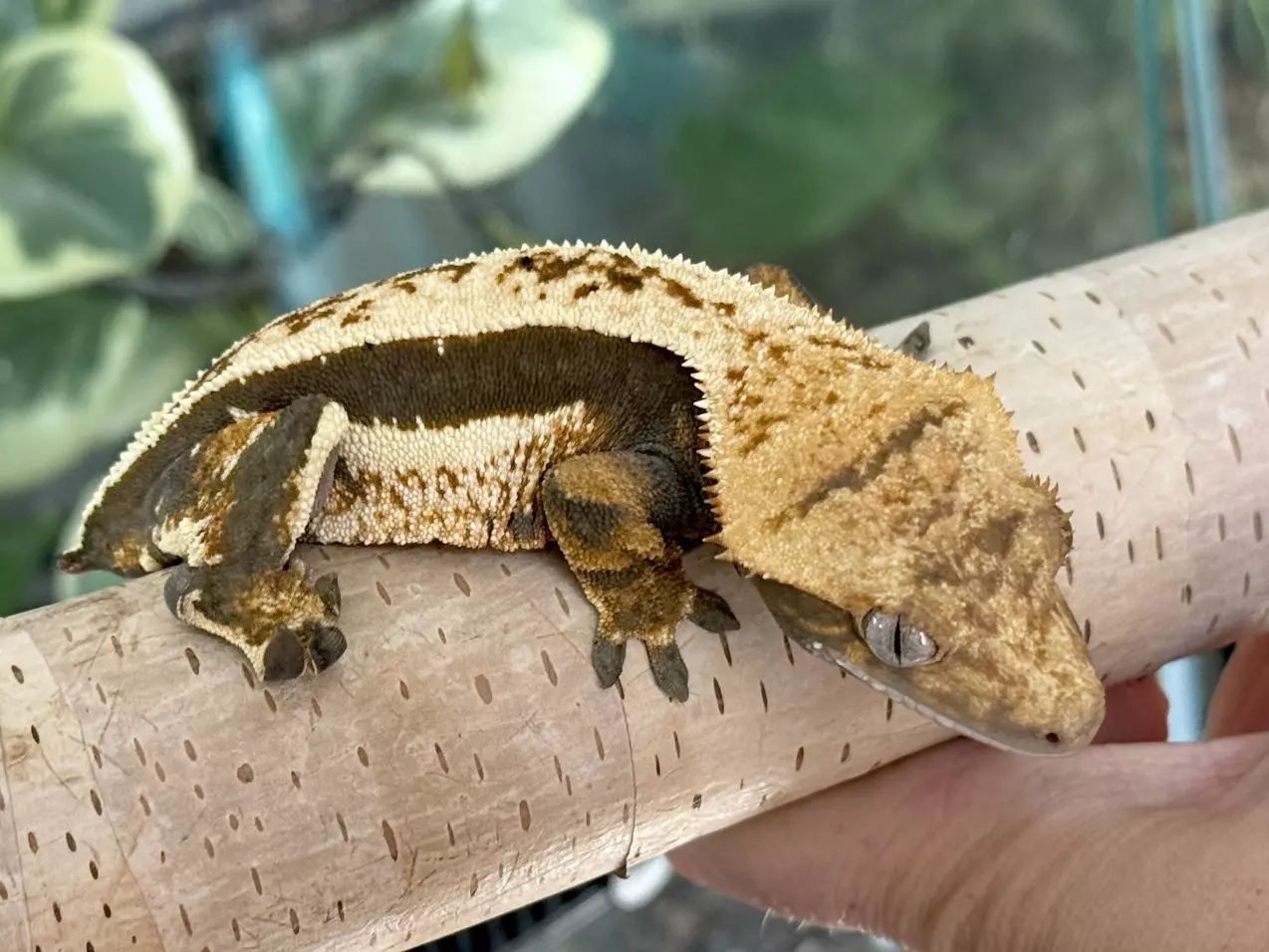 plant/Akiva x Nightglow- 38g Female-1