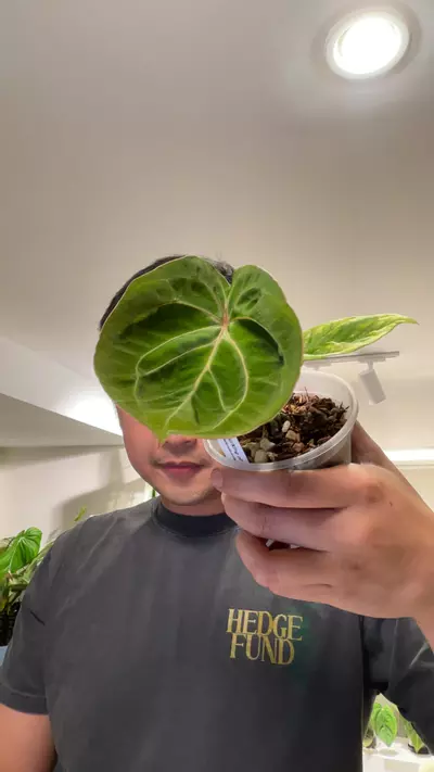 plant/(ZL4B) - A. HU/King of Spades-0-thumbnail