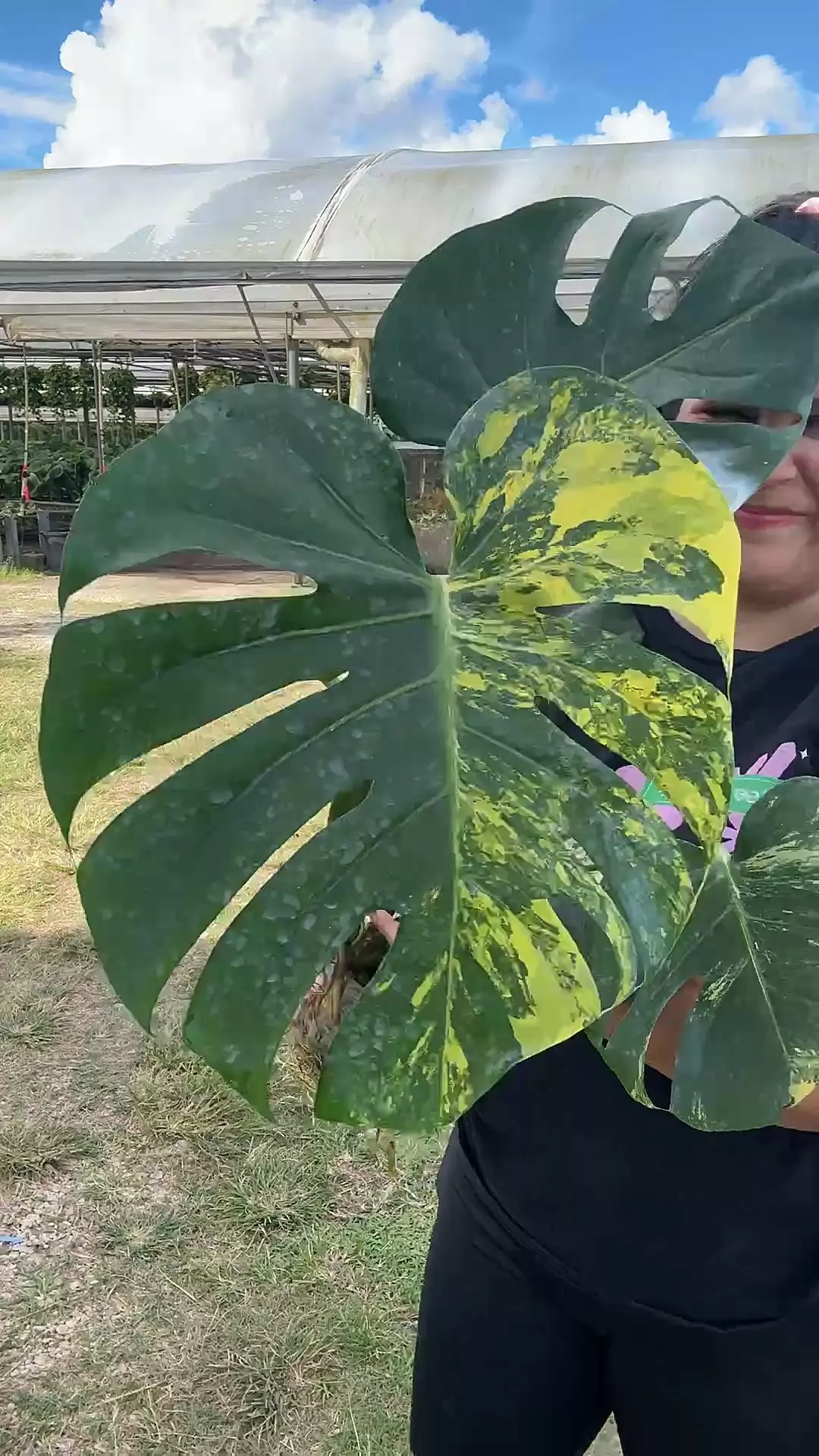 plant/Xl yellow Marylyn-0
