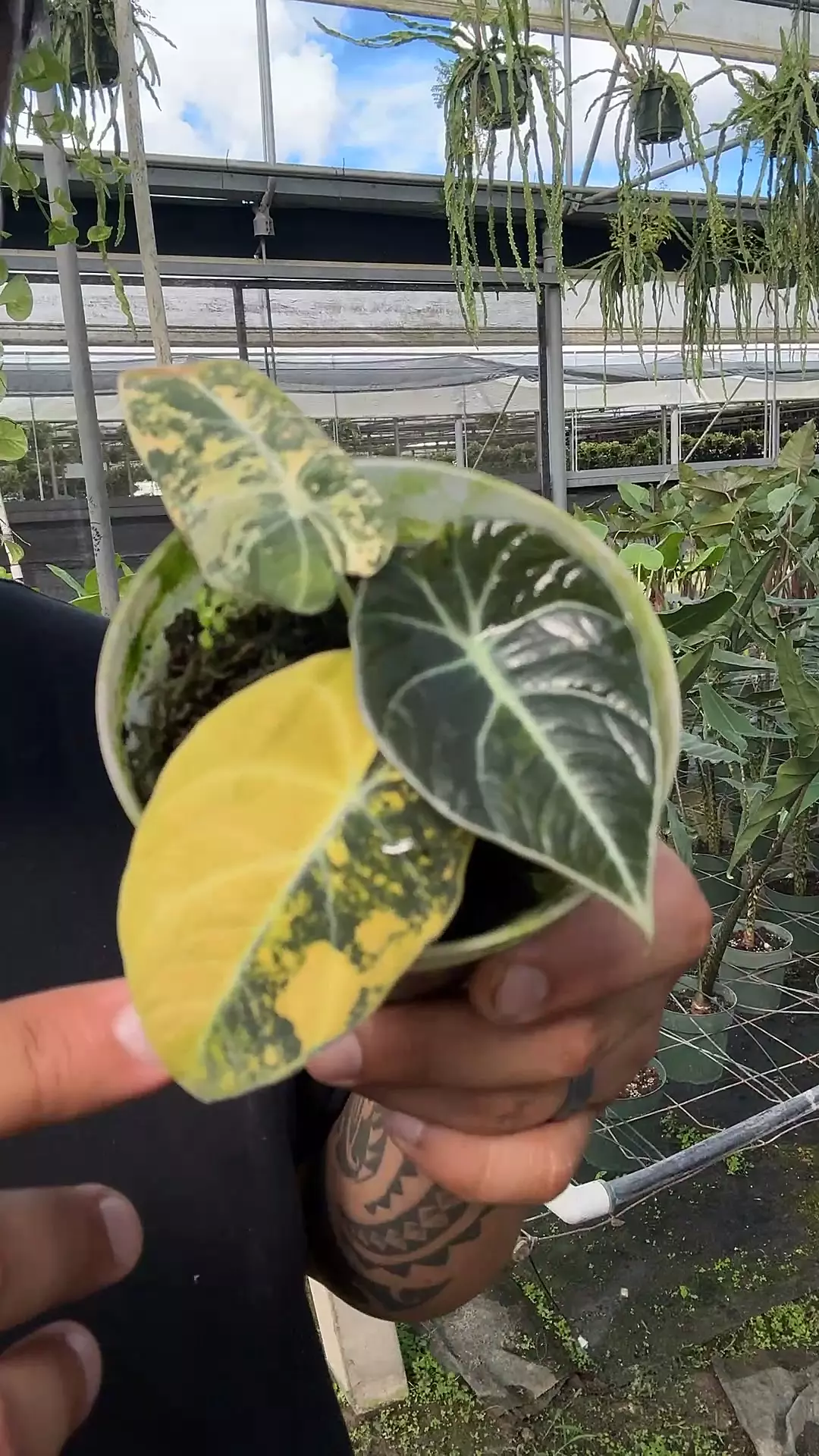 plant/Alocasia Black velvet GOLD 💛-0