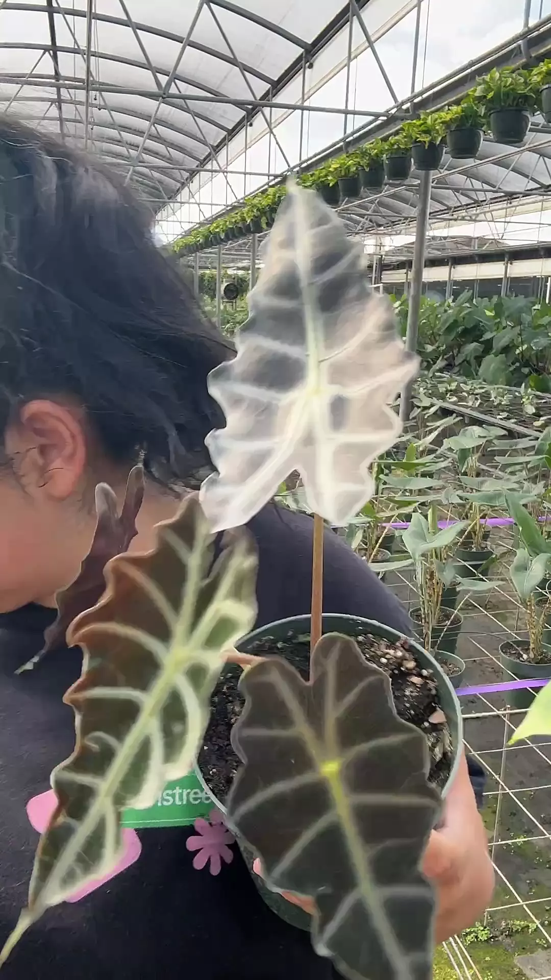 plant/Alocasia purpley 6 inch-0