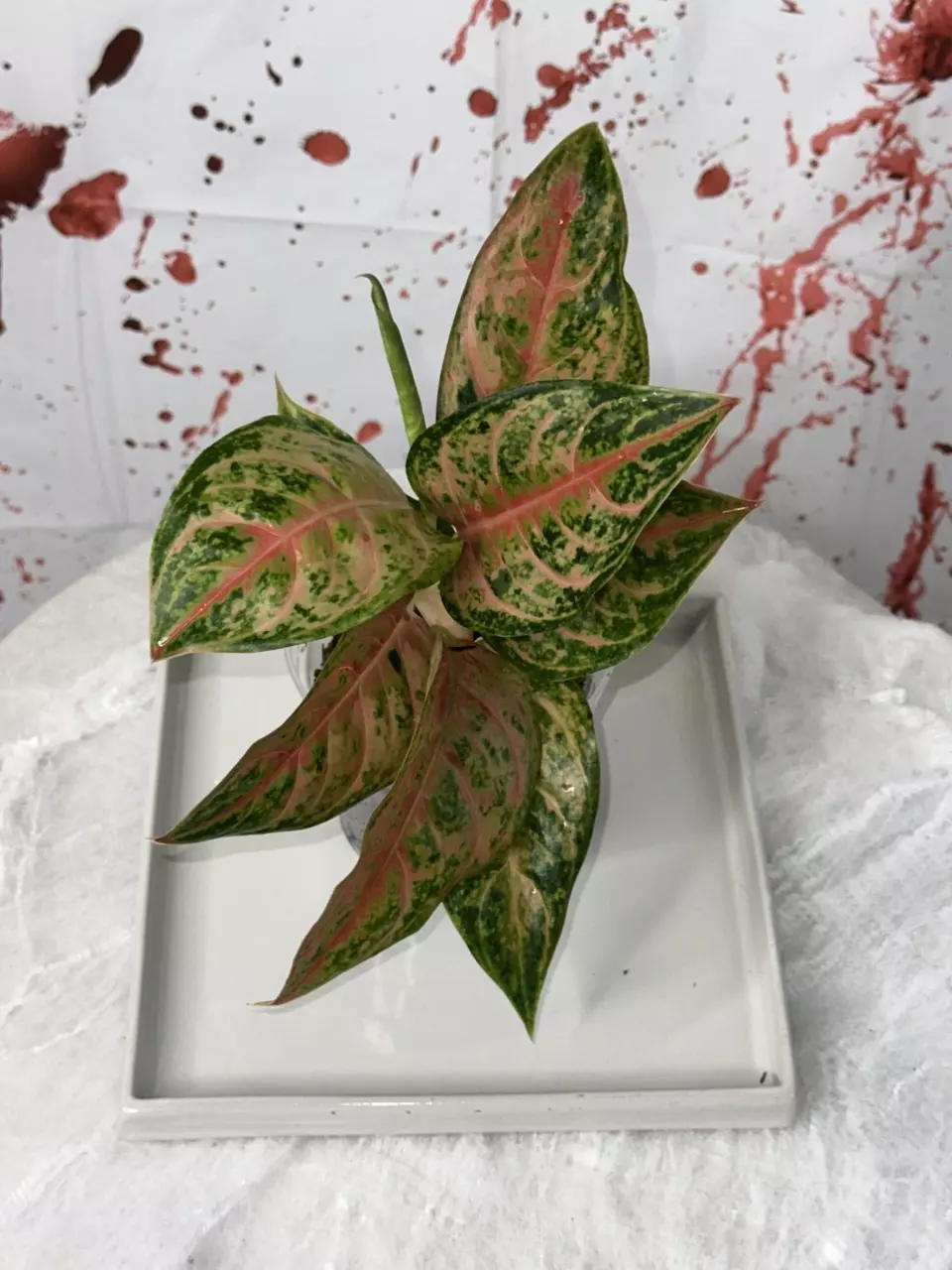 plant/0296  Aglaonema ‘Prakaiphet’- 4 inch pot (MAD’s Choice)-1
