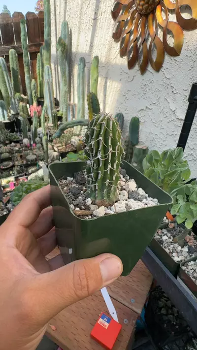 plant/euphorbia columnaris-0-thumbnail