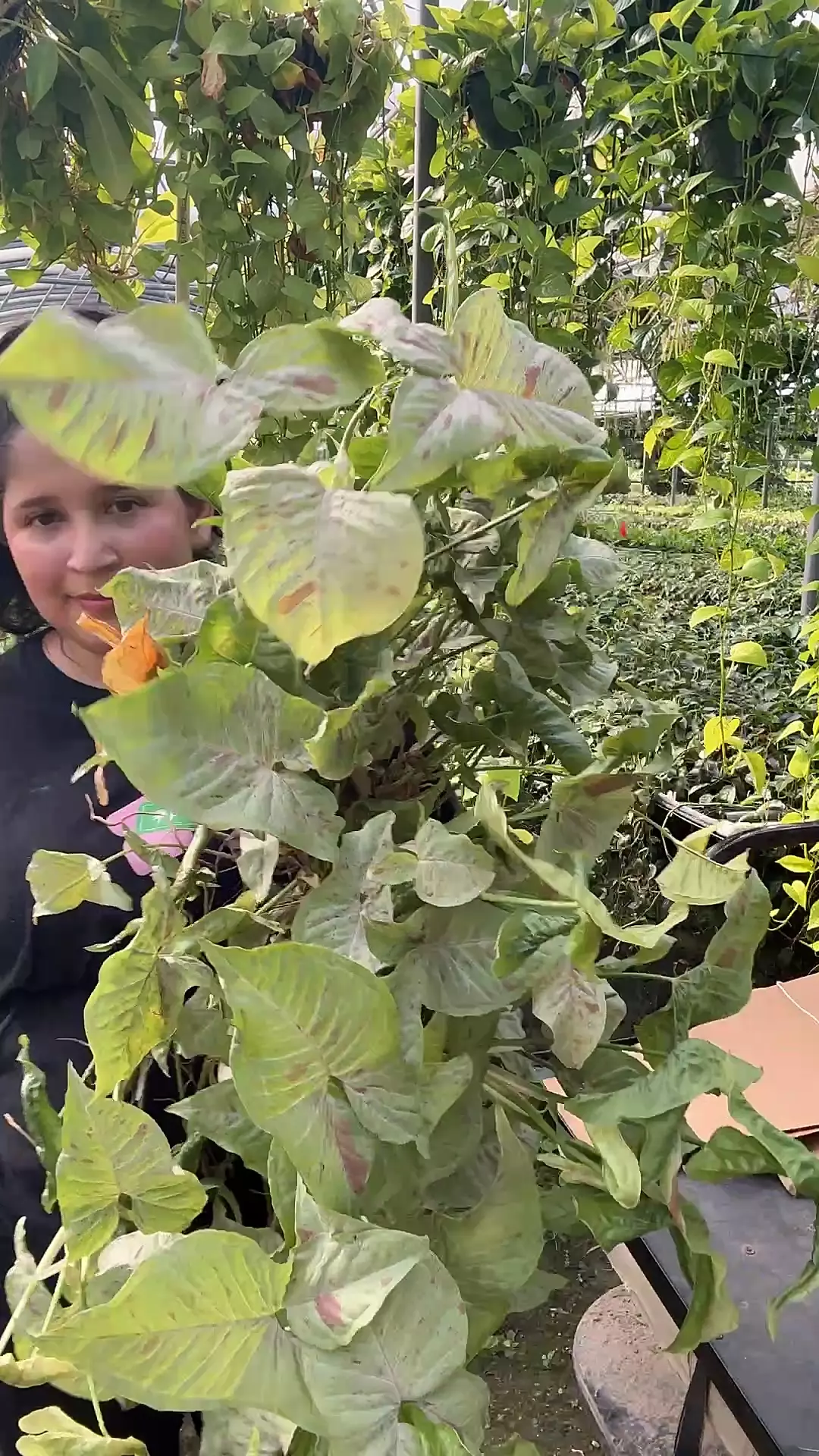 plant/Xxl strawberry-0