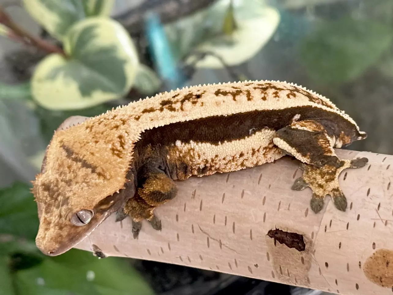 plant/Akiva x Nightglow- 38g Female-0