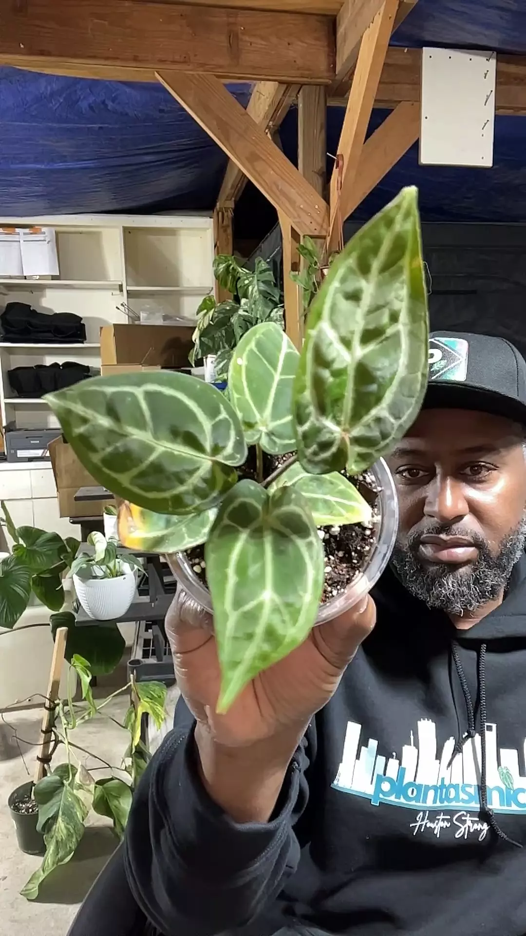 plant/anthurium red crystal Skg x Zara Michelle-0