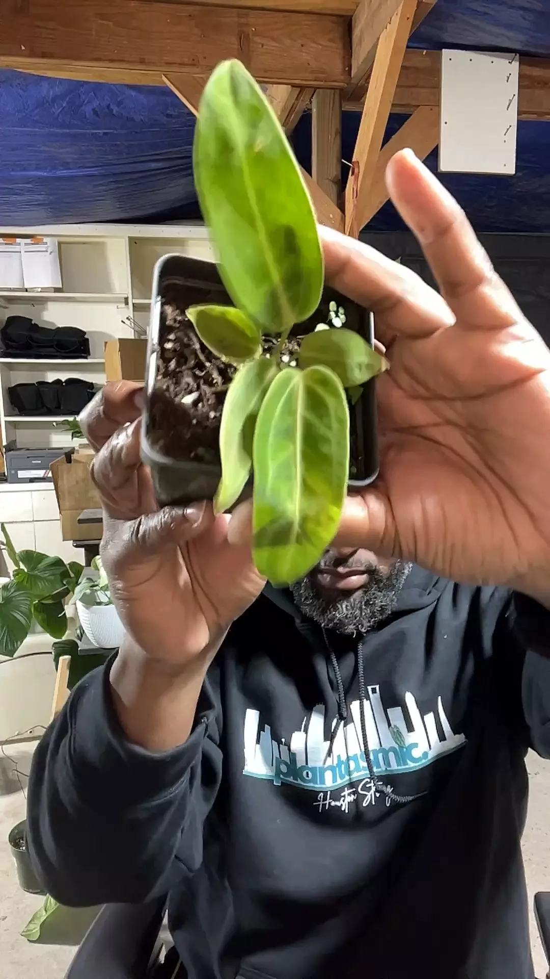 plant/anthurium warocqueanum-0