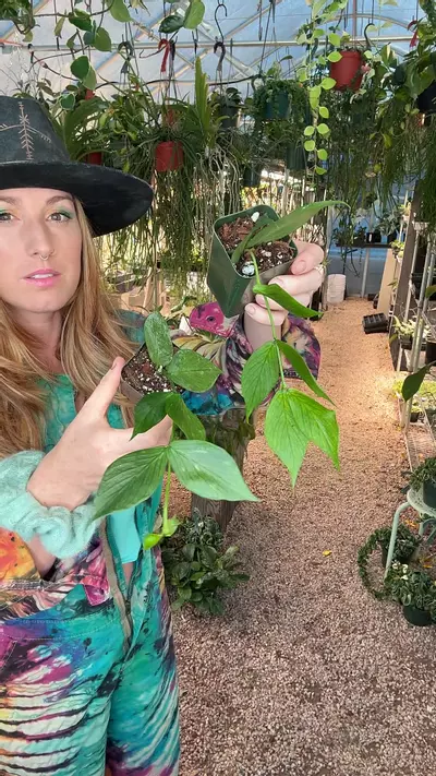 plant/2” Hoya Polyneura one arm 6-8 leaf (lovers choice)-0-thumbnail