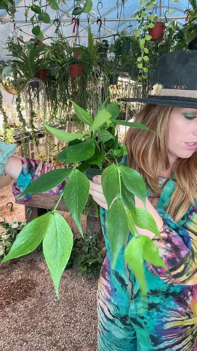 plant/3” Hoya Polyneura (lovers choice)-0-thumbnail