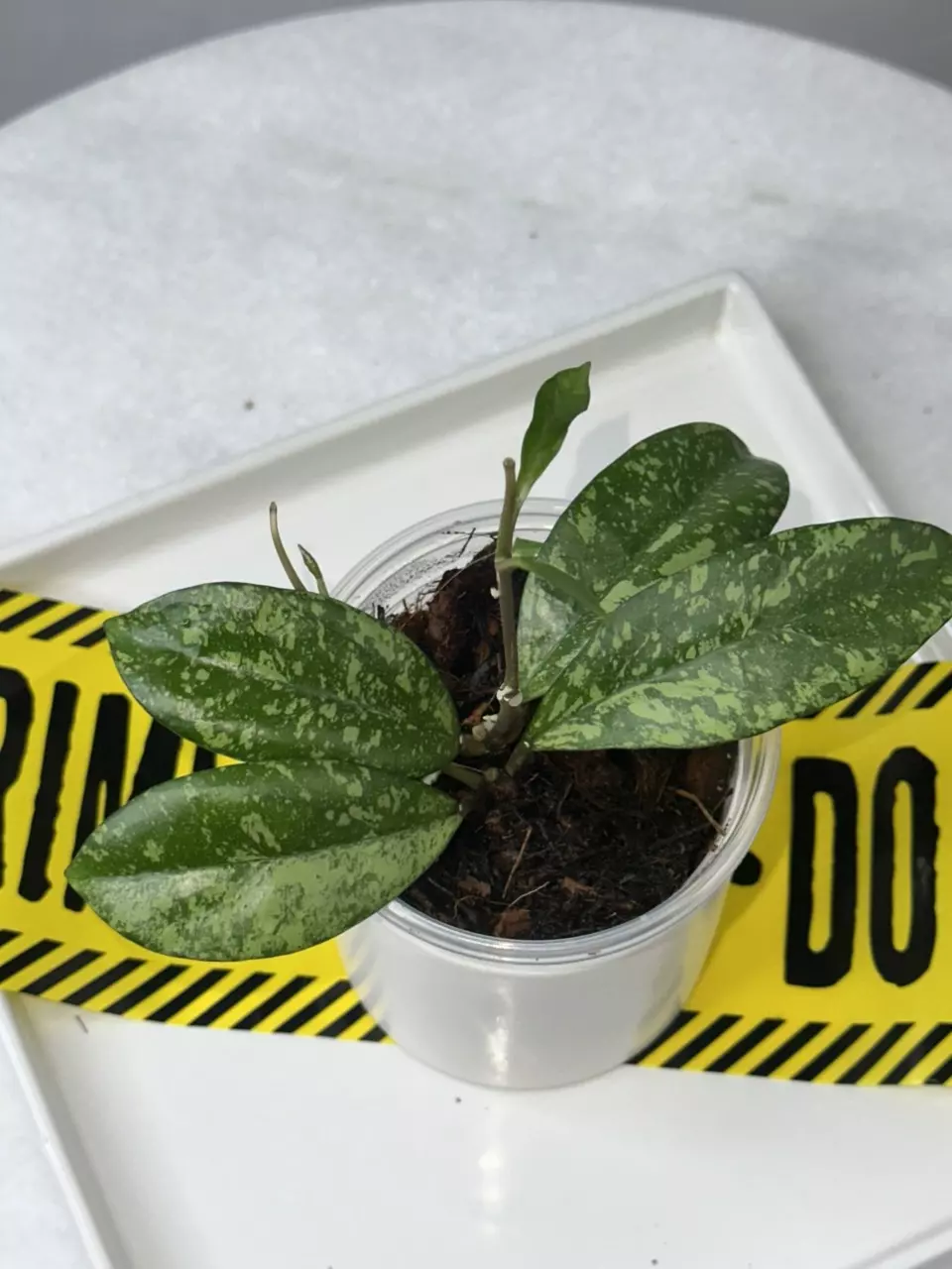 plant/Hoya AH ‘Michele’ X crassipetiolata - 3 inch pot-0