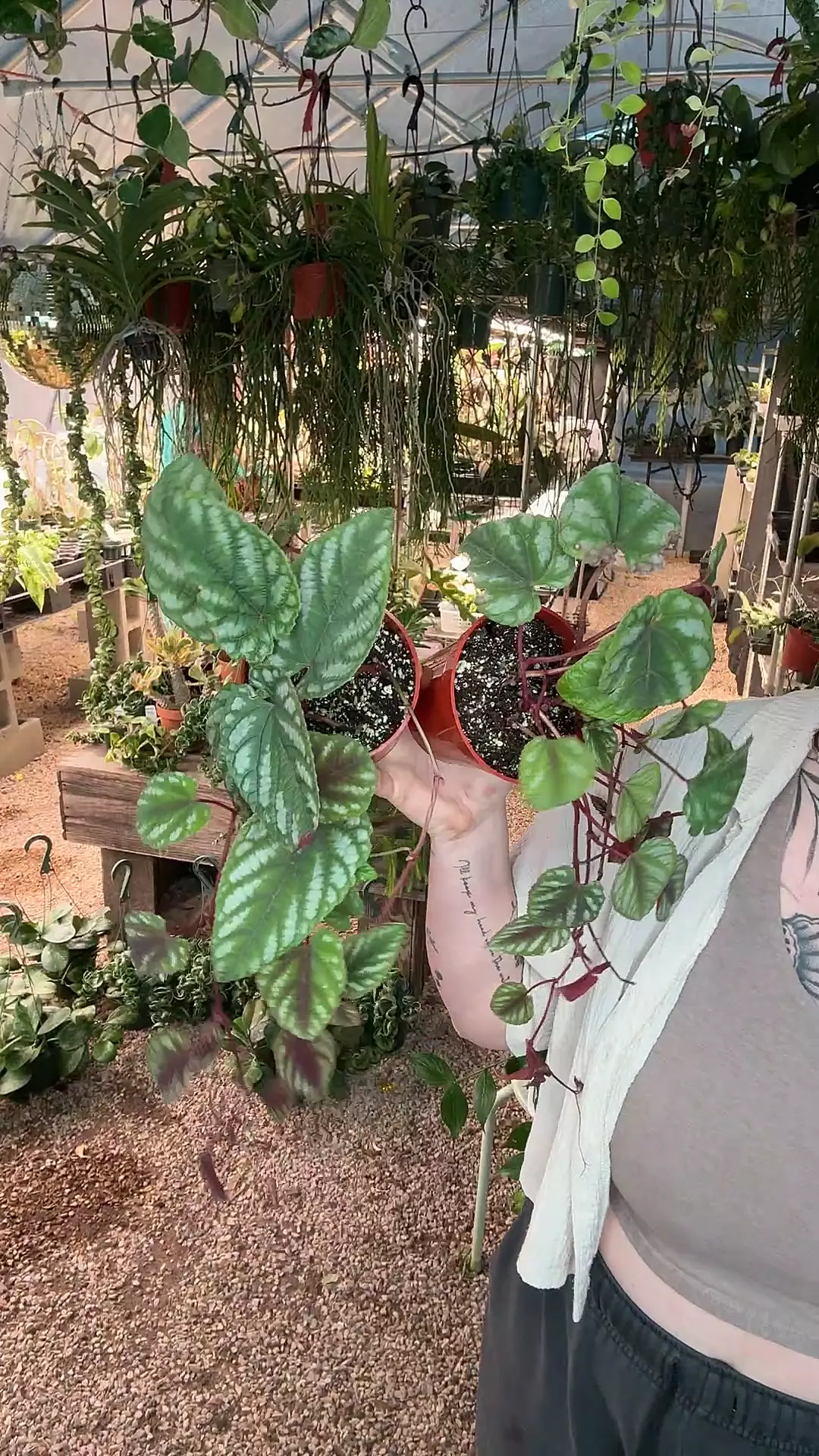 plant/4” Cissus Discolor Rex Begonia (lovers choice)-0