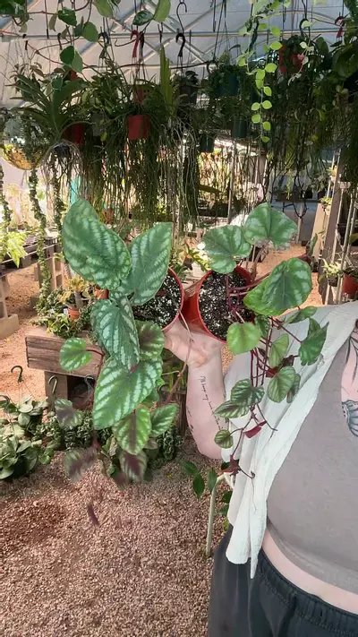 plant/4” Cissus Discolor Rex Begonia (lovers choice)-0-thumbnail