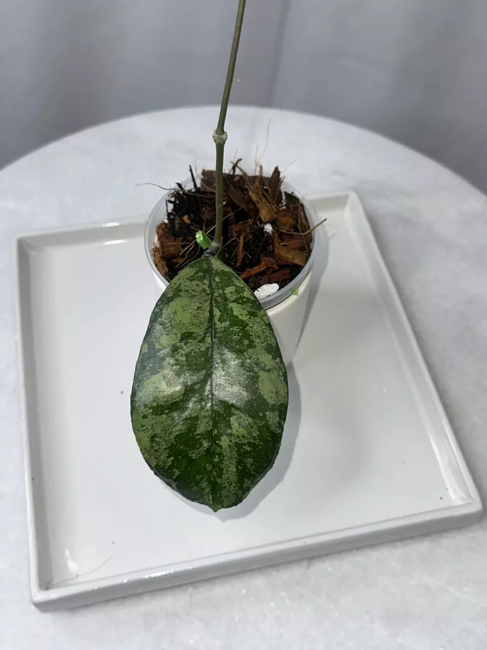 plant/⚠️[lightly rooted] Hoya deykeae X ‘Chicken Farm’ (silver/splash) - 3 inch pot-1