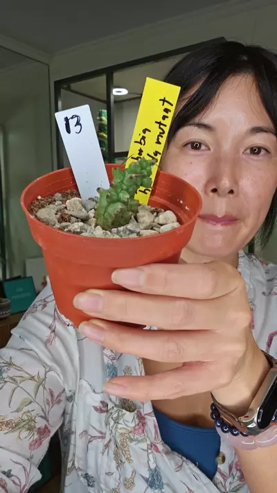 plant/euphorbia horrida mutant-0-thumbnail