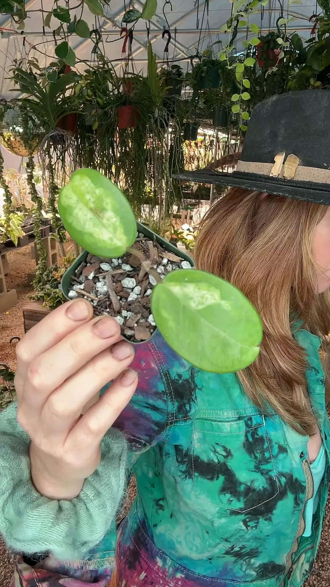 plant/PL716: 2” Hoya Madara Green Edge-0