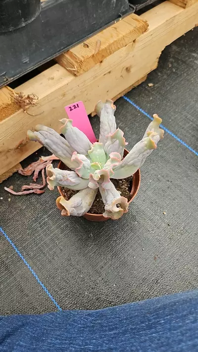 plant/Culibra eo-0-thumbnail