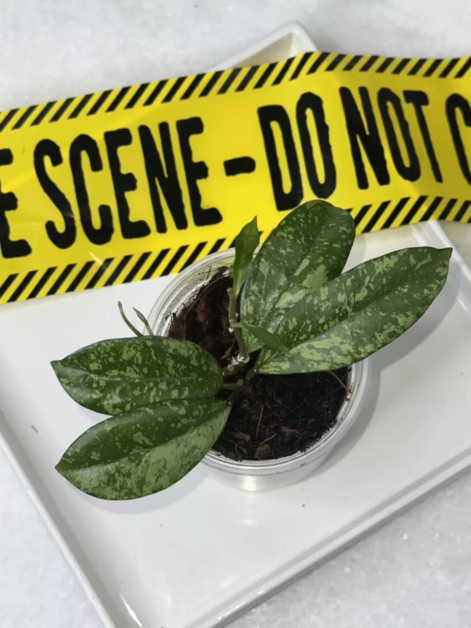 plant/Hoya AH ‘Michele’ X crassipetiolata - 3 inch pot-1