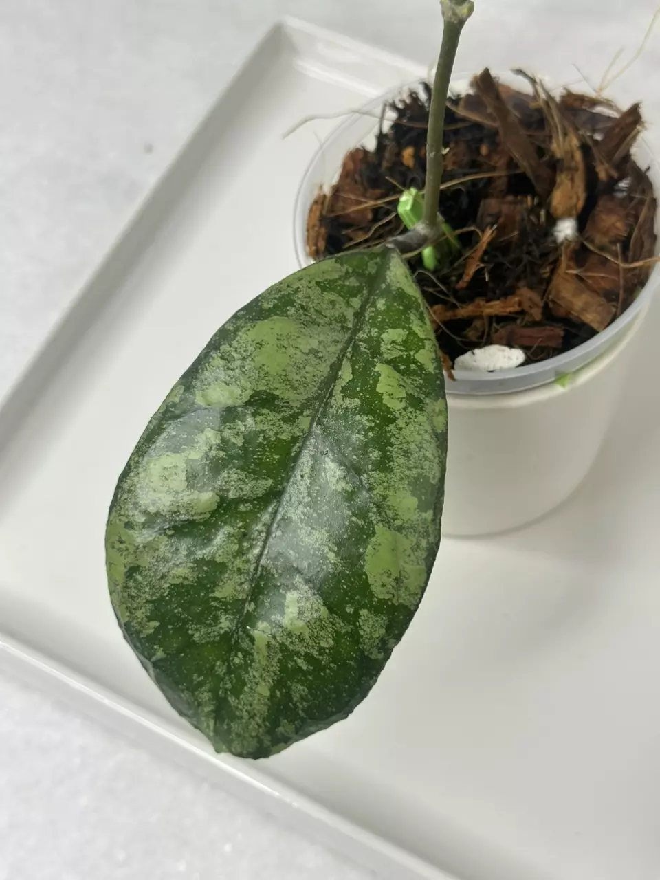 plant/⚠️[lightly rooted] Hoya deykeae X ‘Chicken Farm’ (silver/splash) - 3 inch pot-0