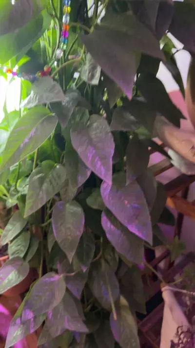 plant/Cebu cuttings-0-thumbnail