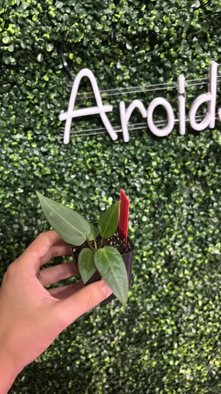 plant/1351 4A x 3B ZM F3-0