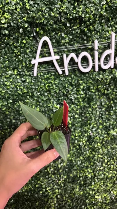 plant/1351 4A x 3B ZM F3-0-thumbnail