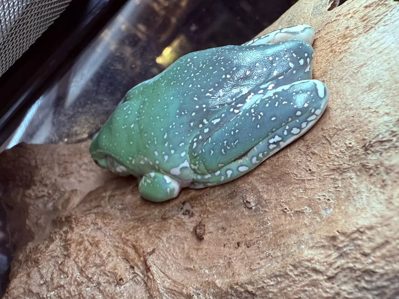 plant/White Tree Frog -Blue phase Super Snowflake female-0