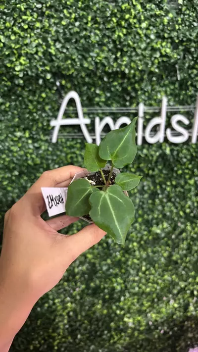 plant/1657 Zm x Self-0-thumbnail