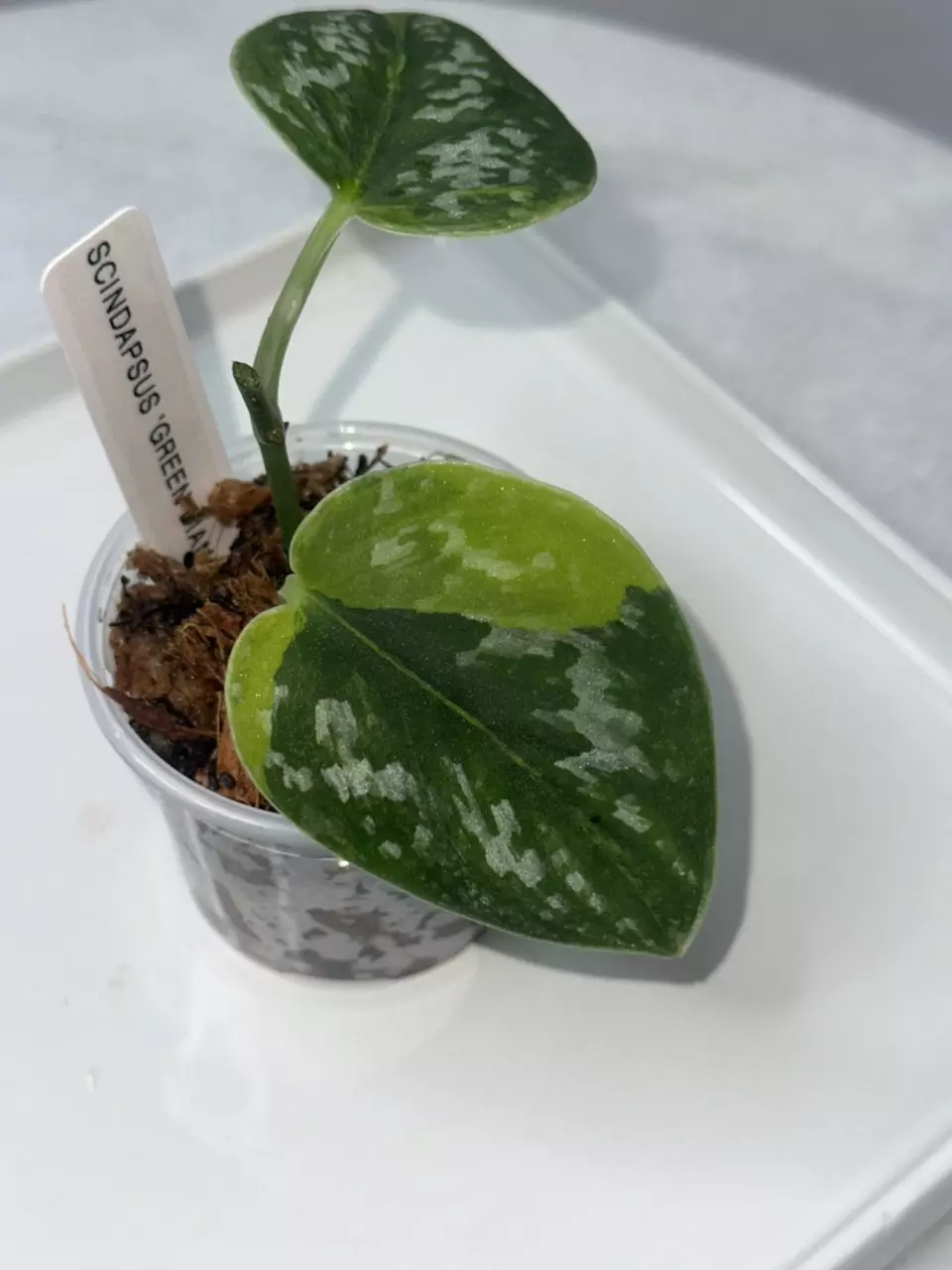 plant/0380 Scindapsus ‘Green Diamond’ - ⚠️Unrooted 2 nodes (Ships in moss & tree fern)-0