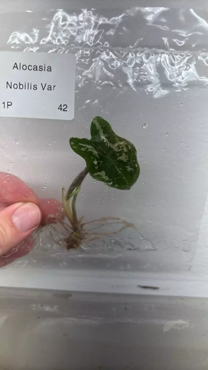 plant/alocasia nobilis pink variegated tc growers choice-0