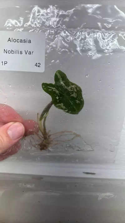 plant/alocasia nobilis pink variegated tc growers choice-0-thumbnail