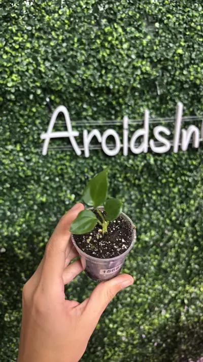 plant/1566 Lost Tag-0-thumbnail